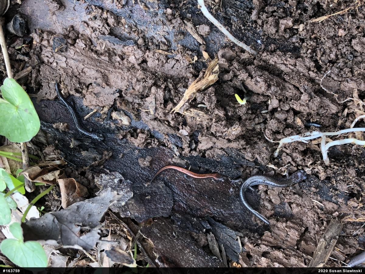 Eastern Red-backed  Salamander