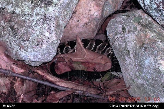 Timber Rattlesnake