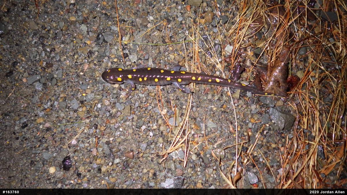 Spotted Salamander