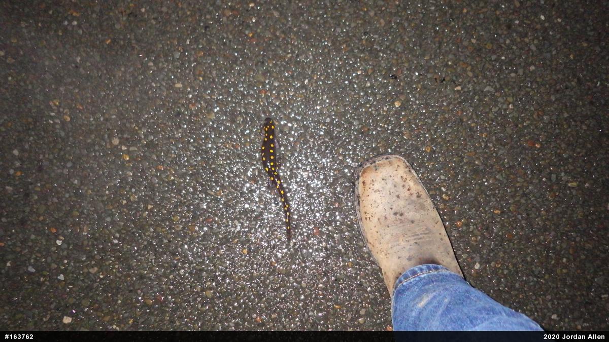 Spotted Salamander