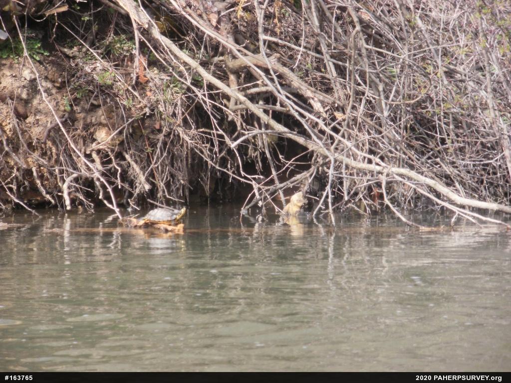 Yellow-bellied Slider