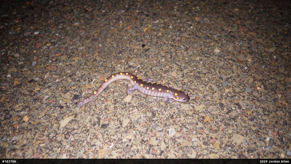Spotted Salamander