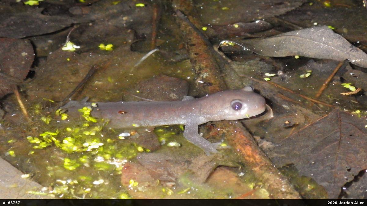 Jefferson Salamander