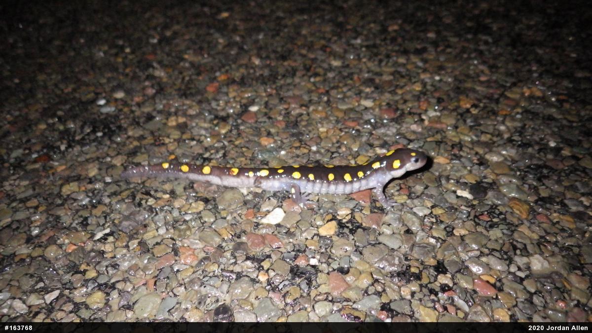 Spotted Salamander