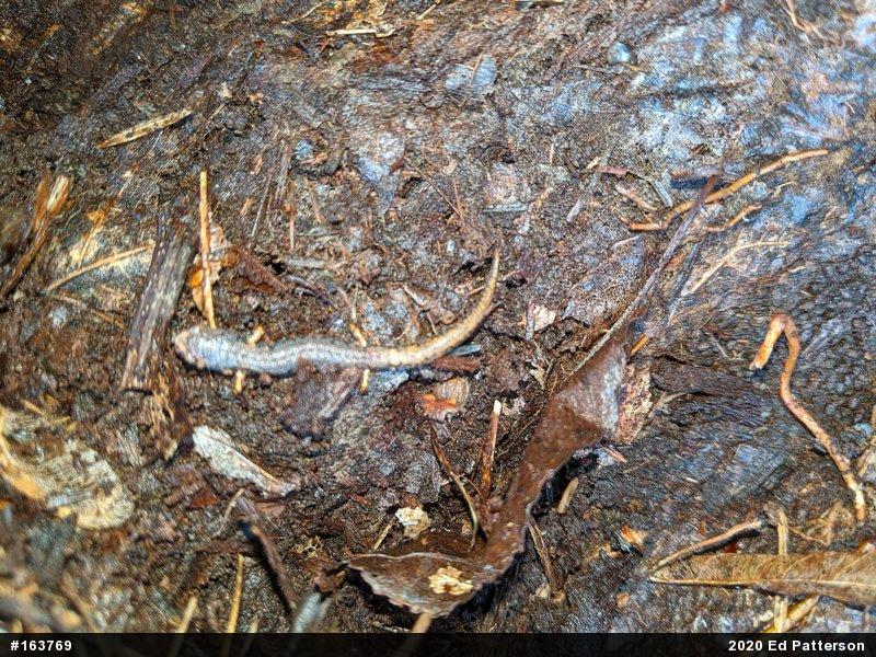 Four-toed Salamander