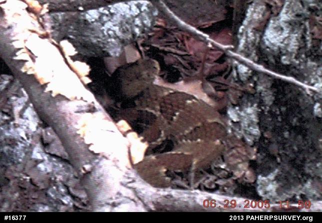 Timber Rattlesnake