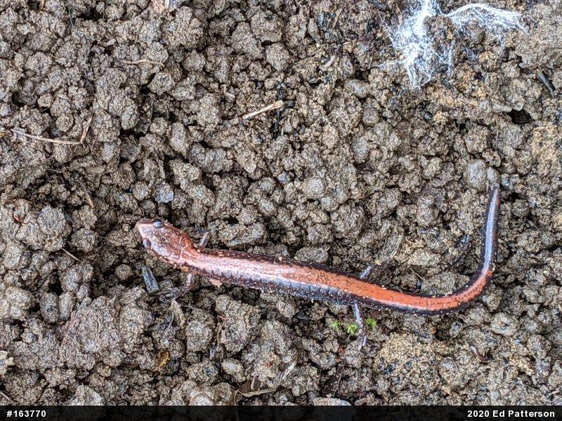 Eastern Red-backed  Salamander