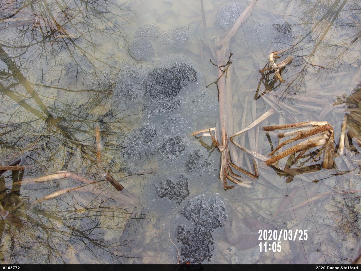Wood Frog