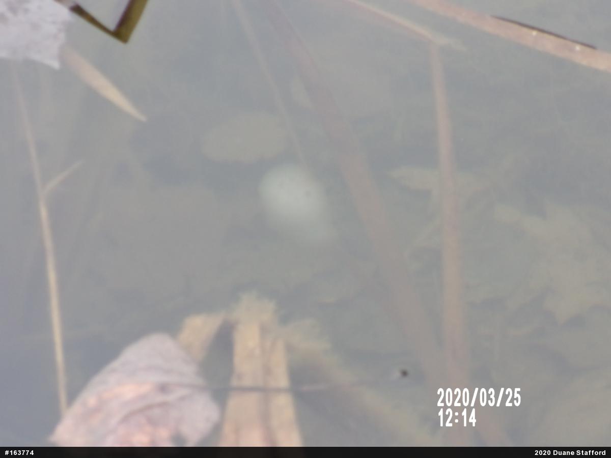 Spotted Salamander
