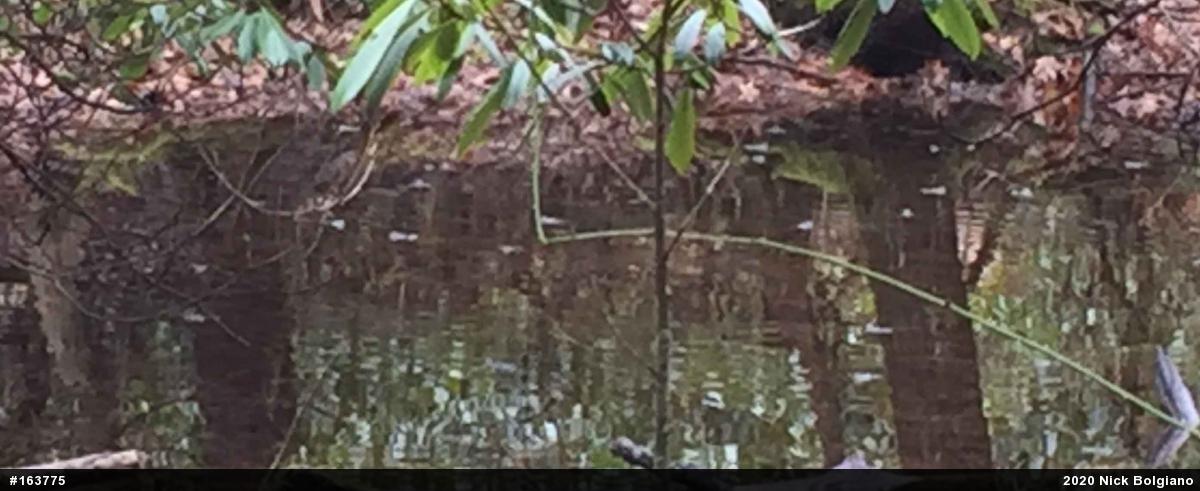 Wood Frog