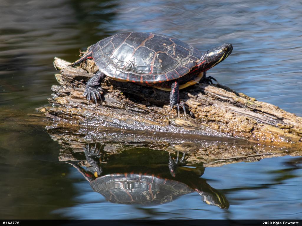 Painted Turtle