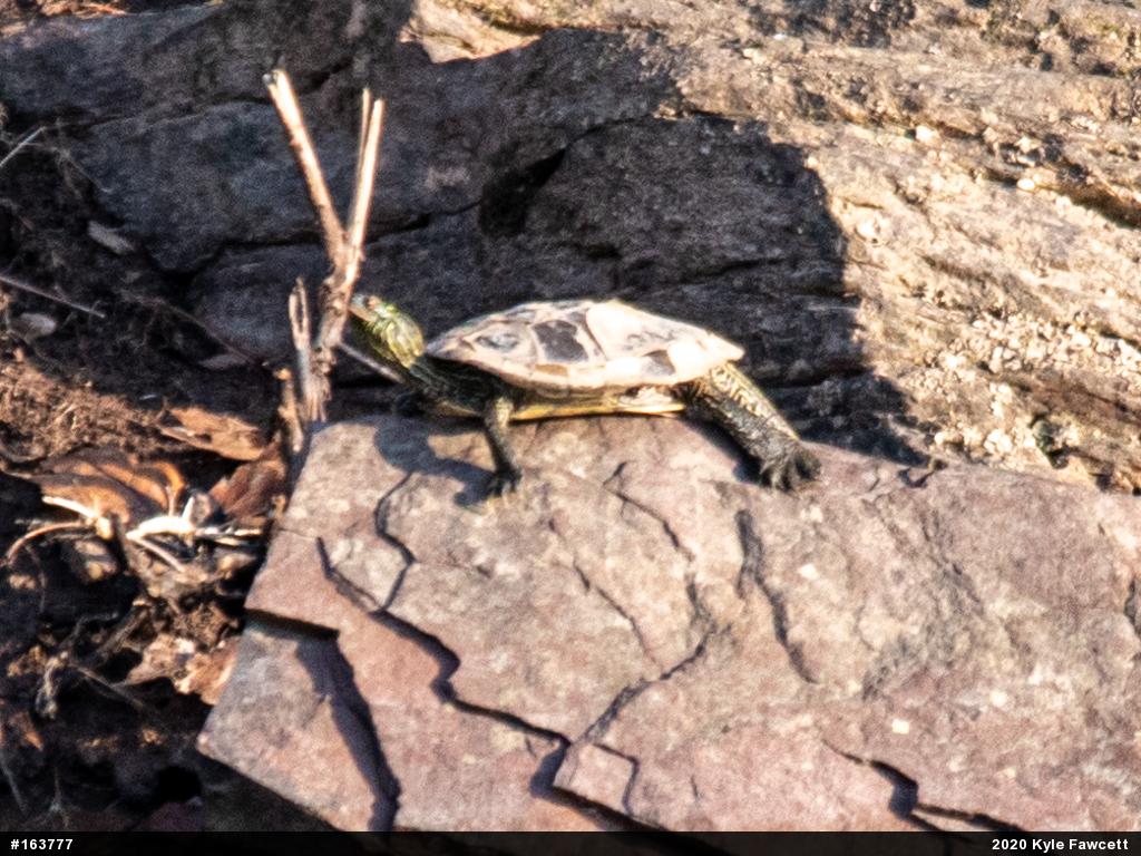 Northern Map Turtle