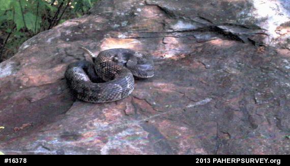 Timber Rattlesnake