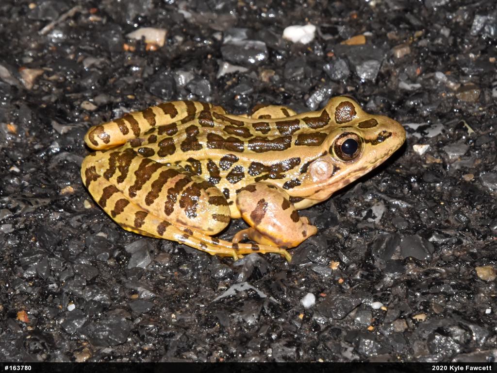 Pickerel Frog