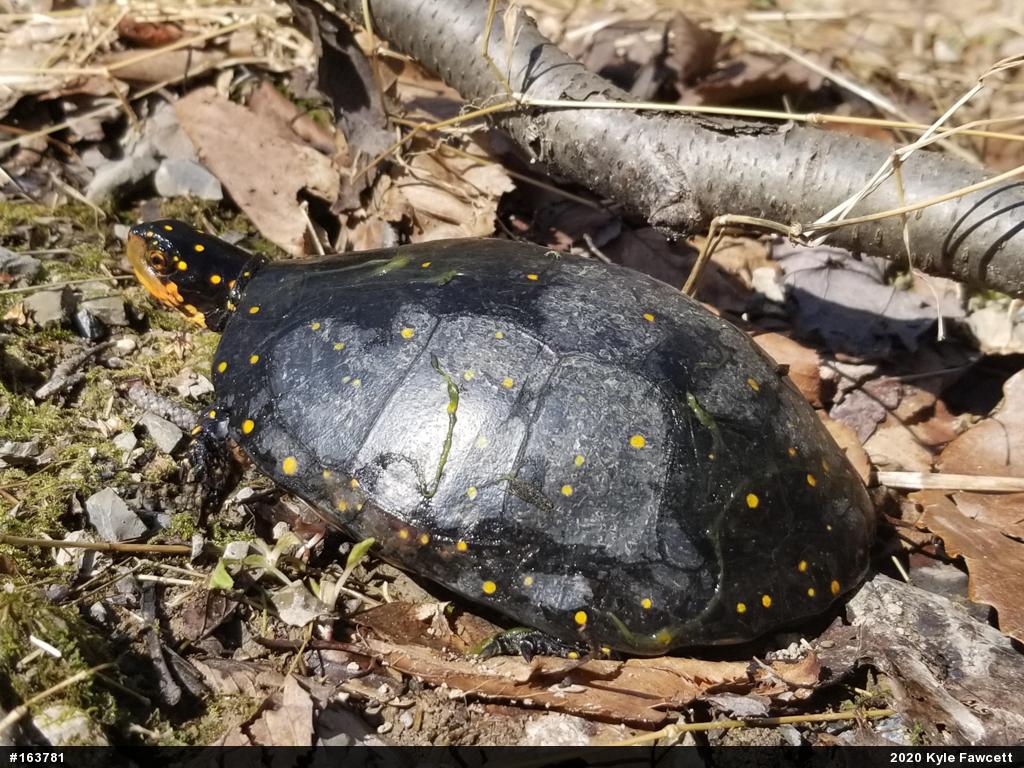 Spotted Turtle
