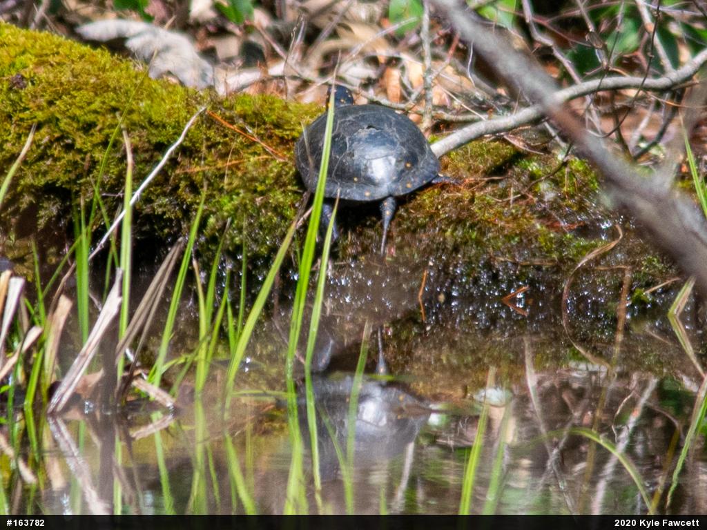 Spotted Turtle