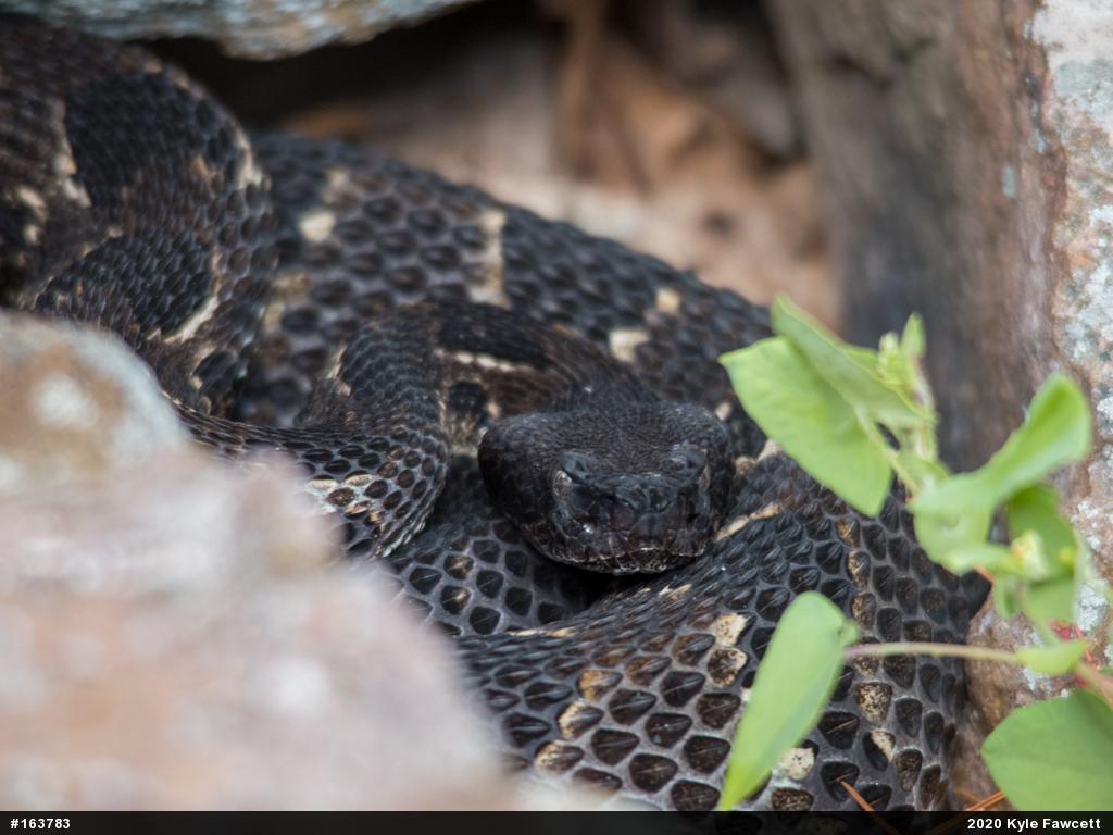 Timber Rattlesnake