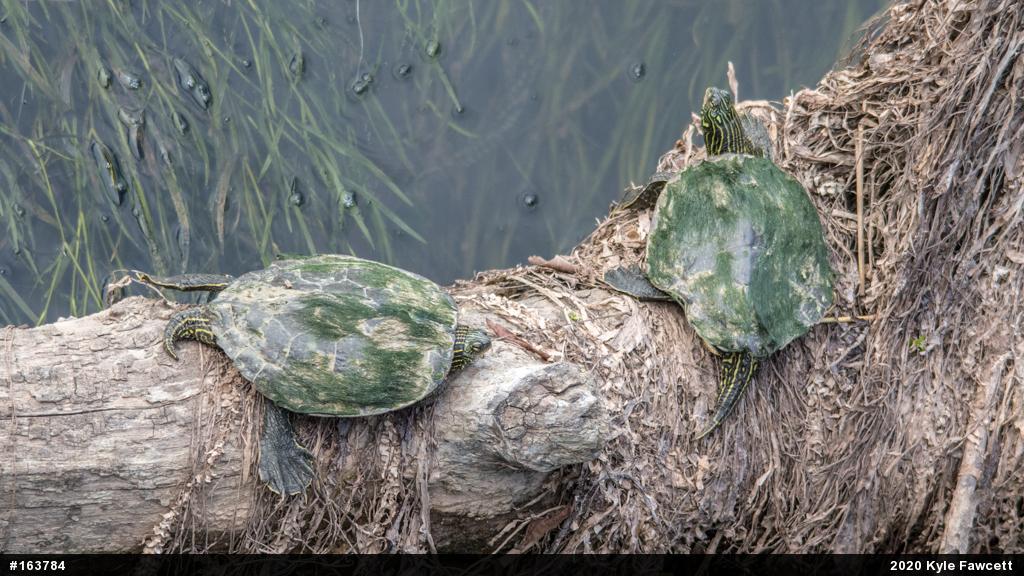 Northern Map Turtle