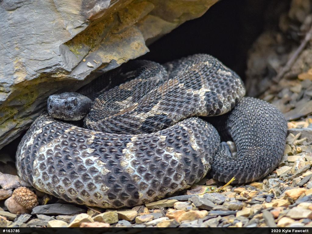 Timber Rattlesnake
