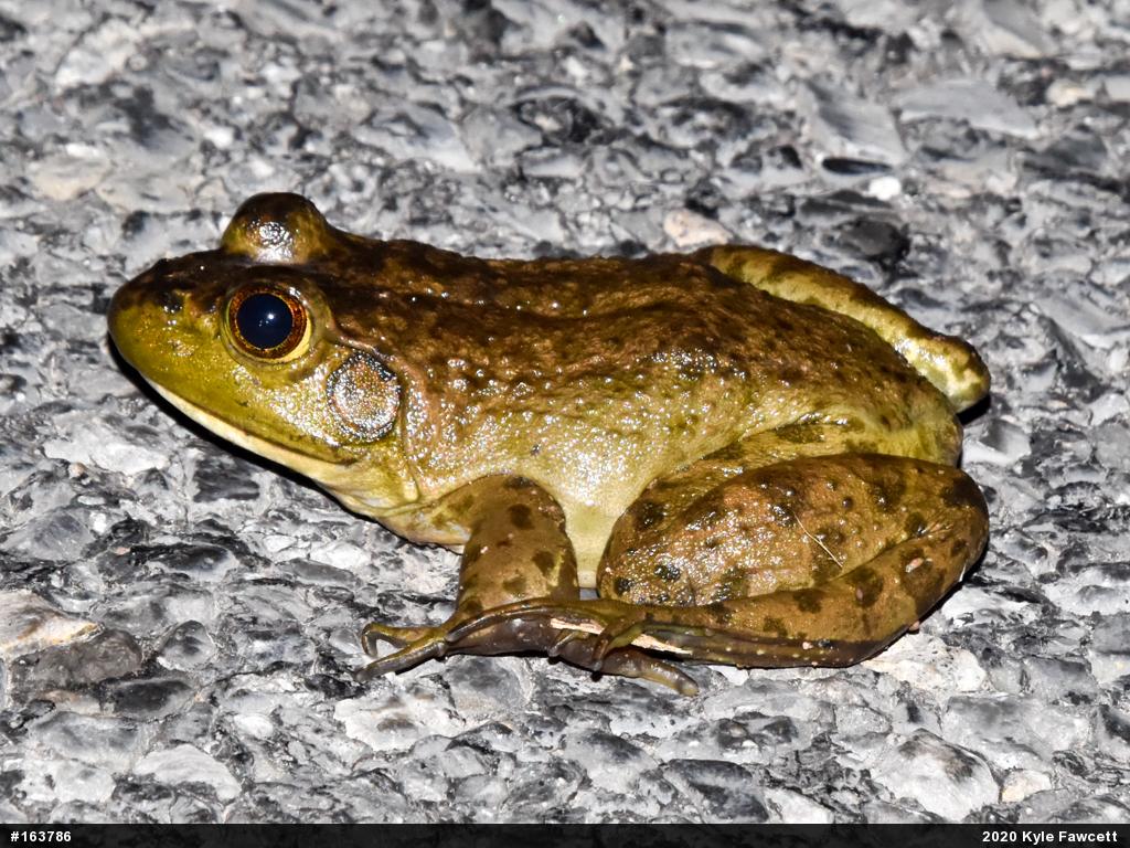 American Bullfrog