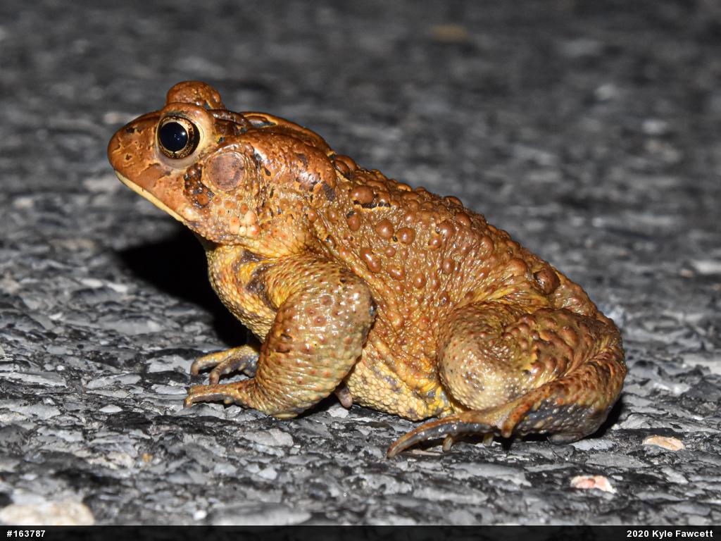 Eastern American Toad