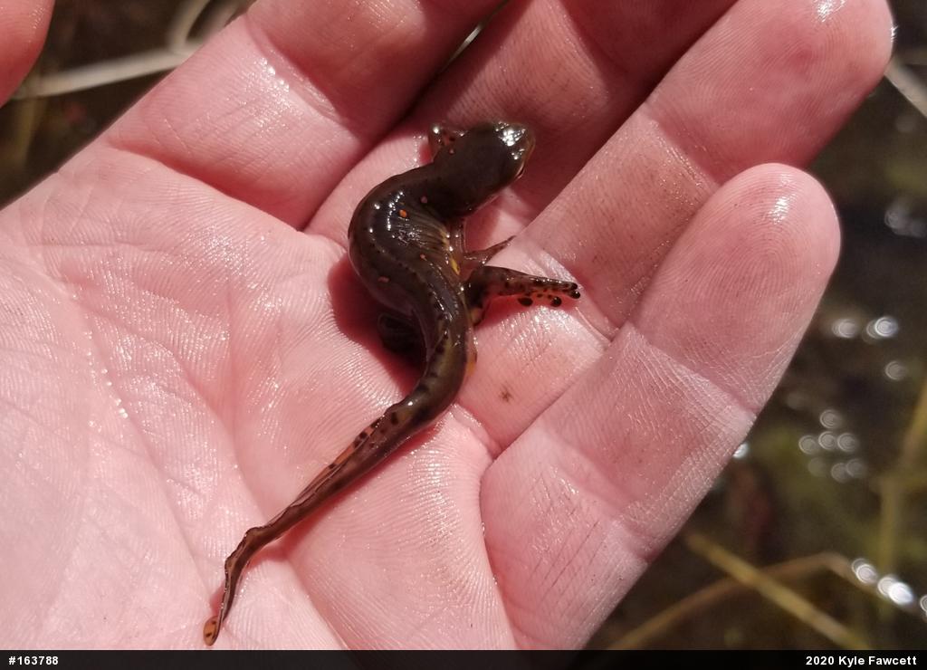 Red-spotted Newt