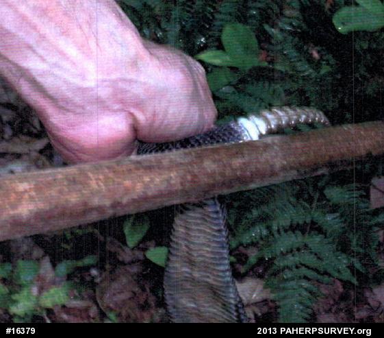 Timber Rattlesnake