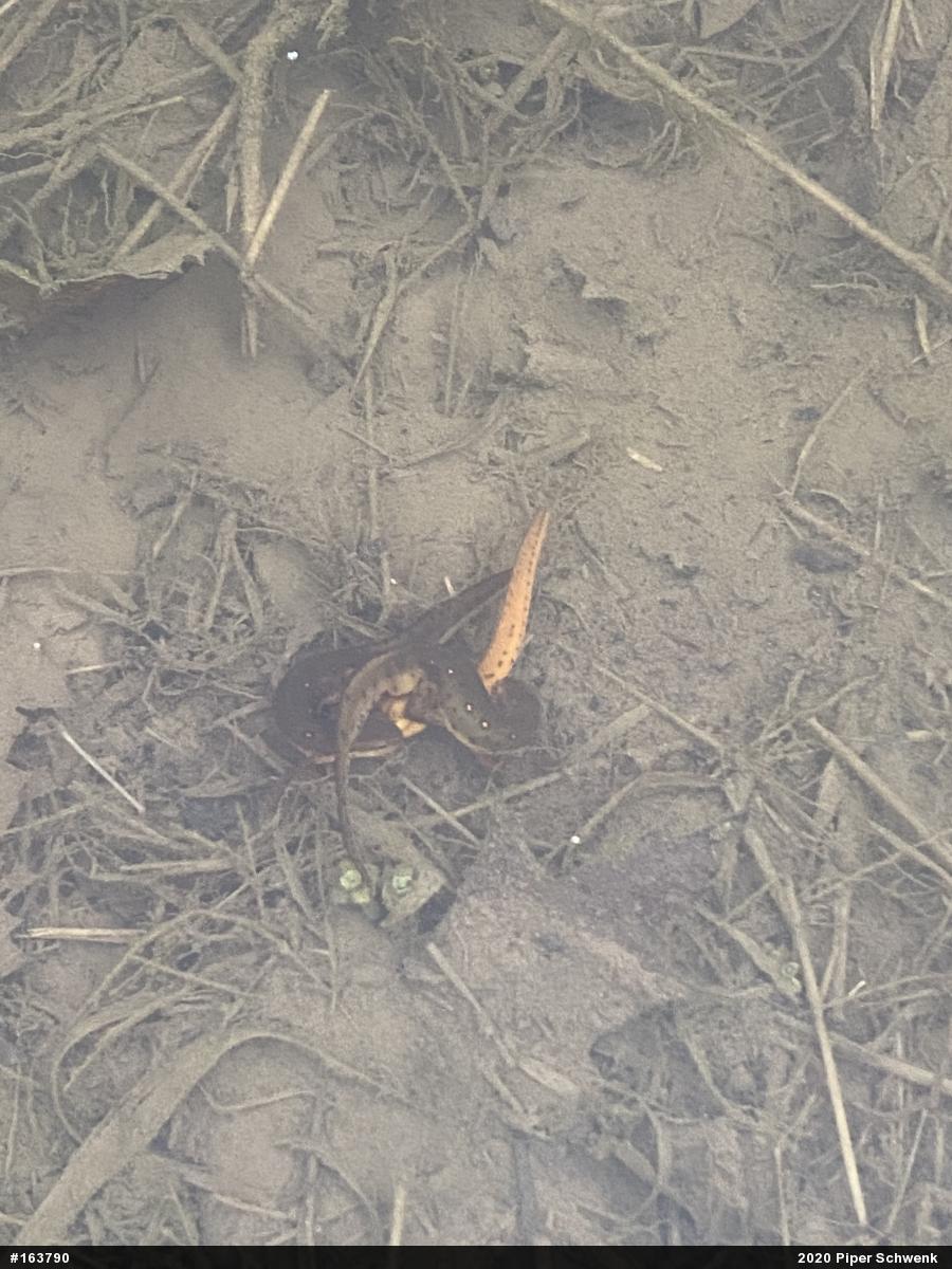 Red-spotted Newt