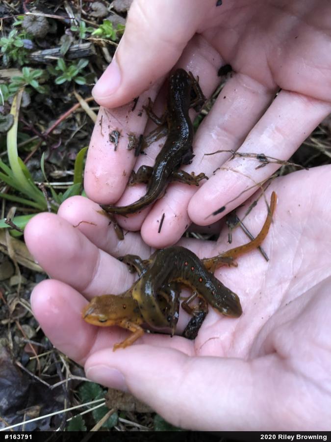 Red-spotted Newt