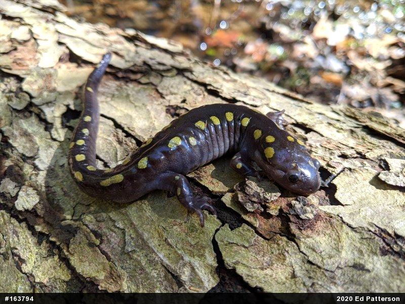 Spotted Salamander