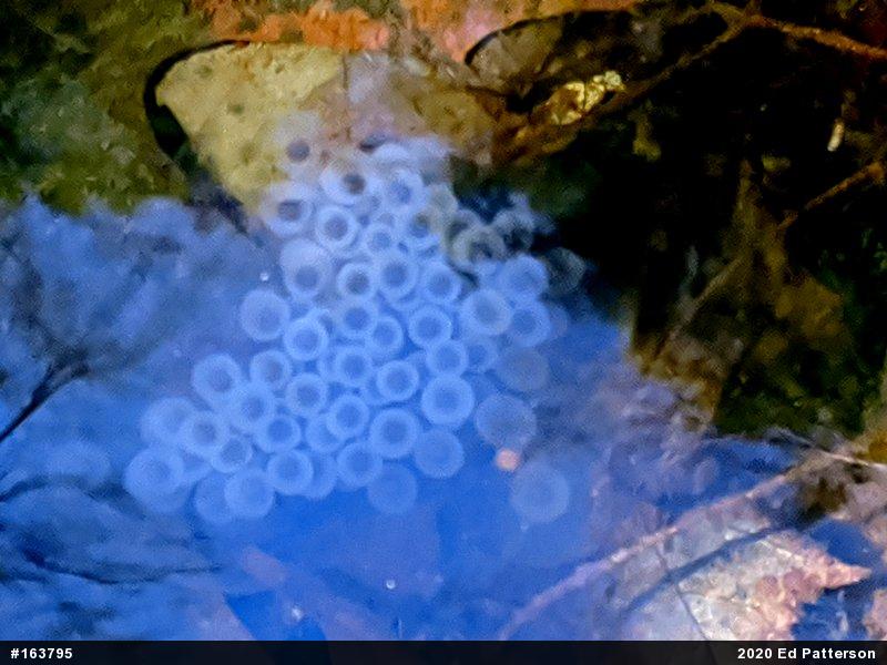 Spotted Salamander