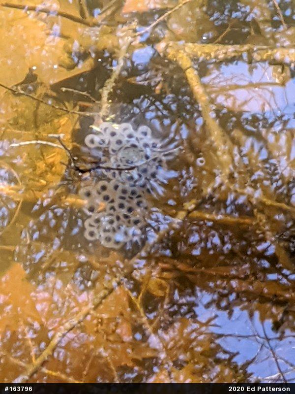 Spotted Salamander
