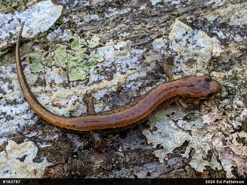 Allegheny Mountain Dusky Salamander