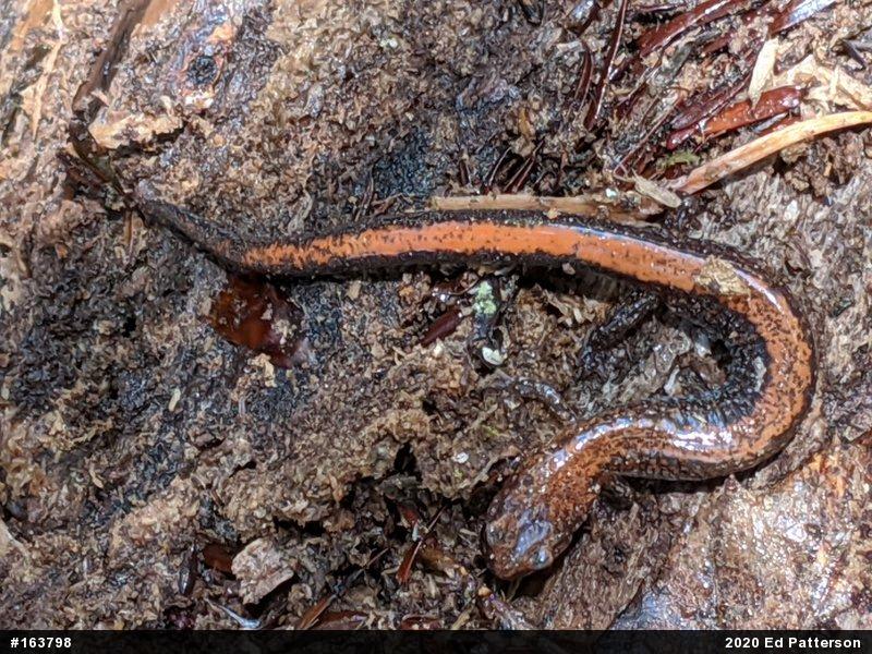 Eastern Red-backed  Salamander