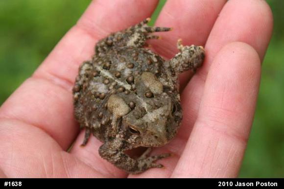 Eastern American Toad