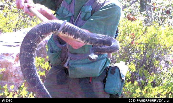 Timber Rattlesnake