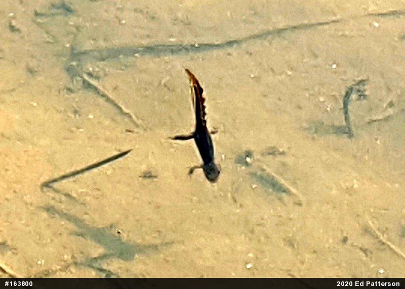 Red-spotted Newt