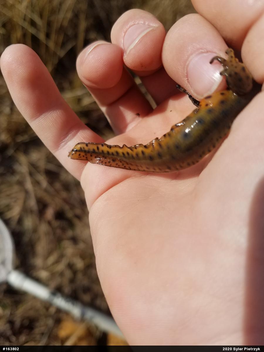 Red-spotted Newt