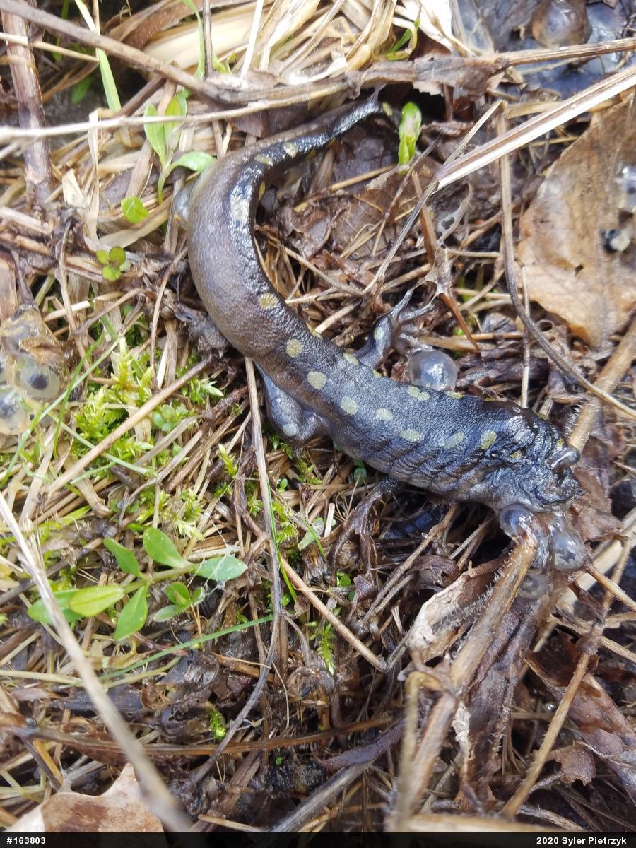 Spotted Salamander
