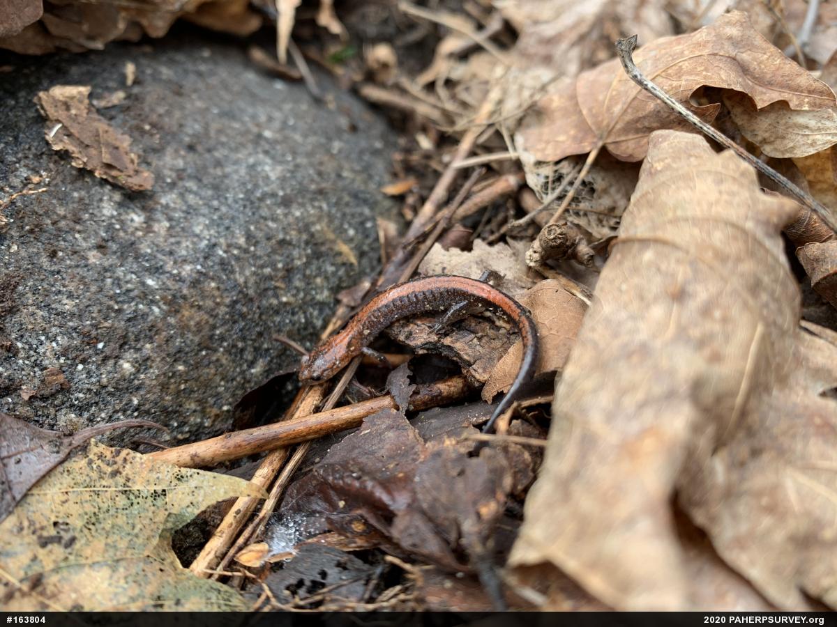 Eastern Red-backed  Salamander