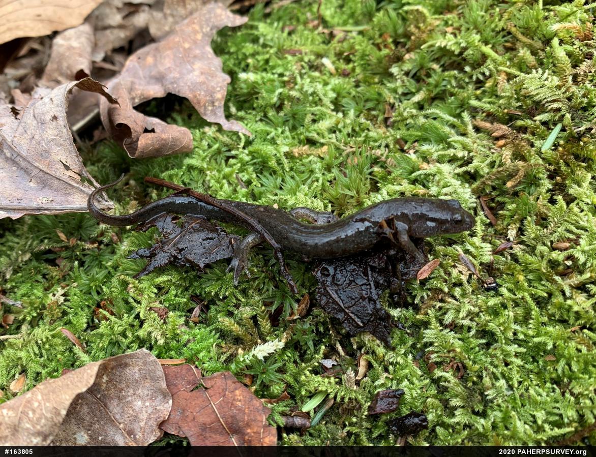 Northern Dusky Salamander