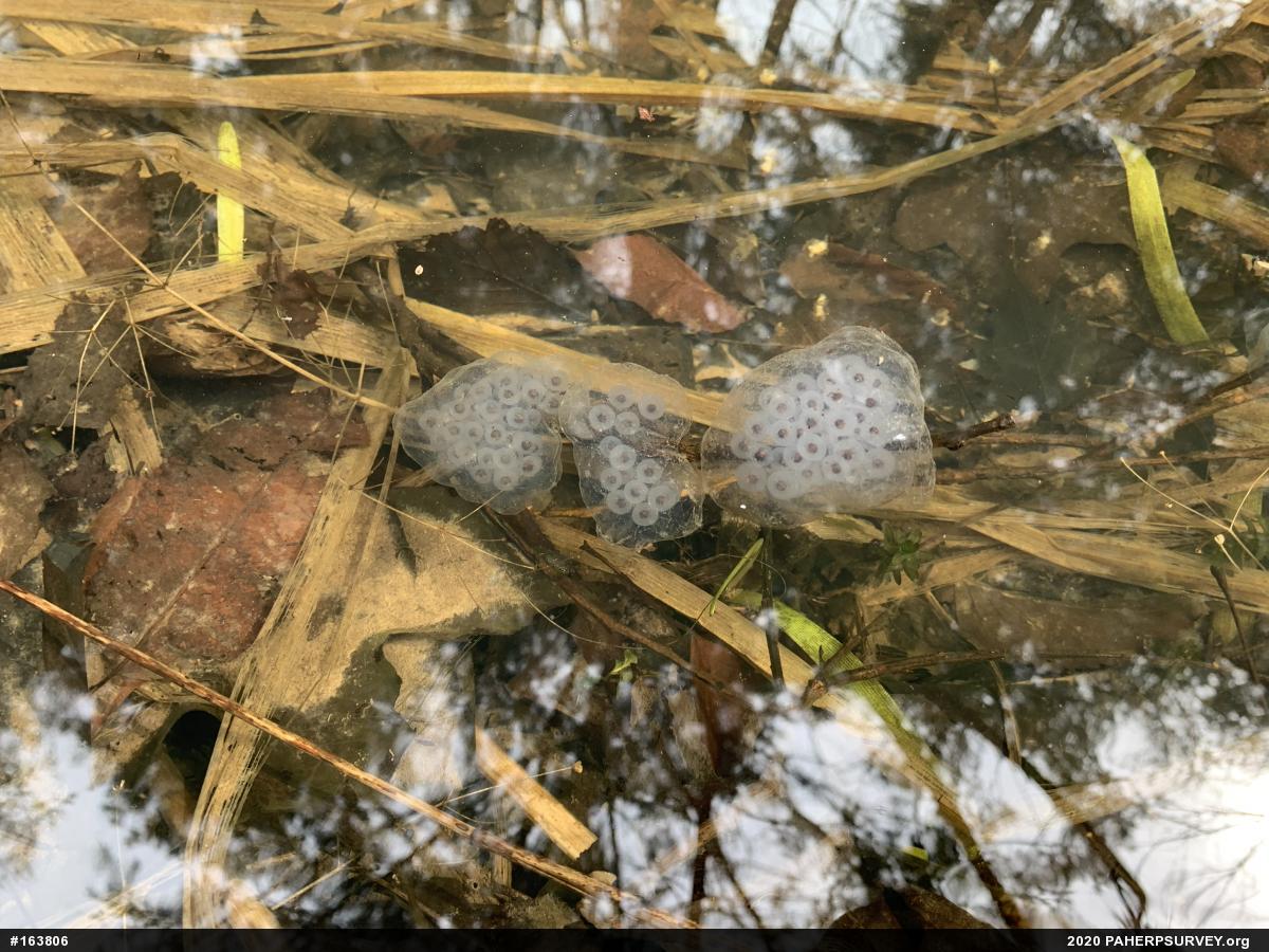 Spotted Salamander