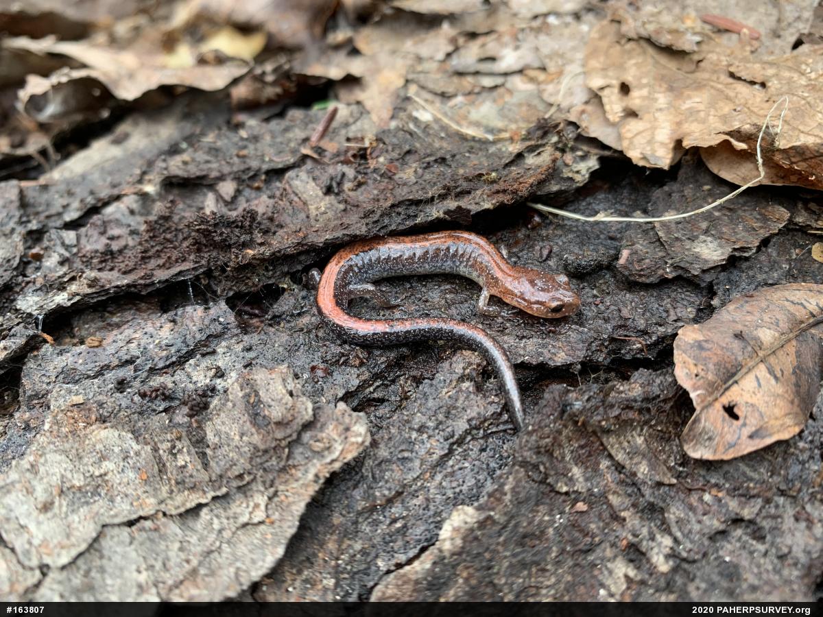 Eastern Red-backed  Salamander