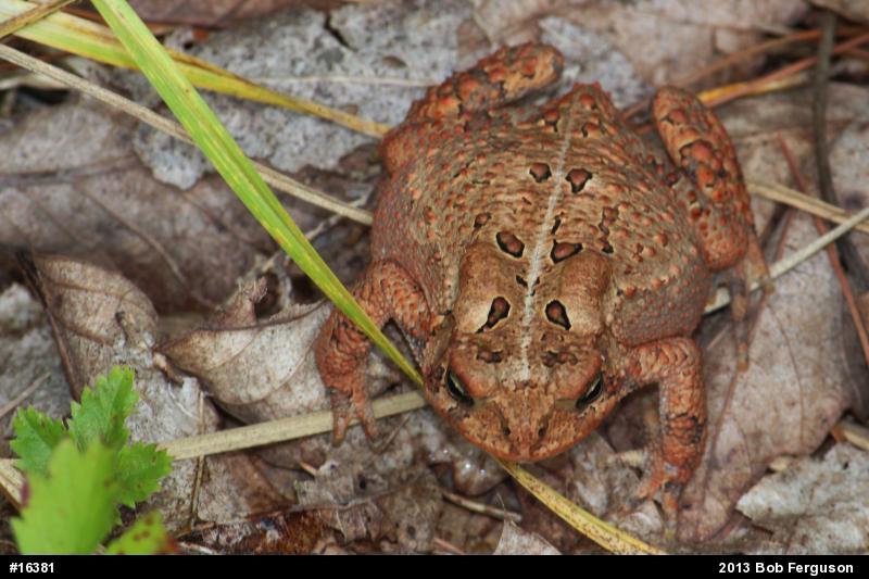 Eastern American Toad