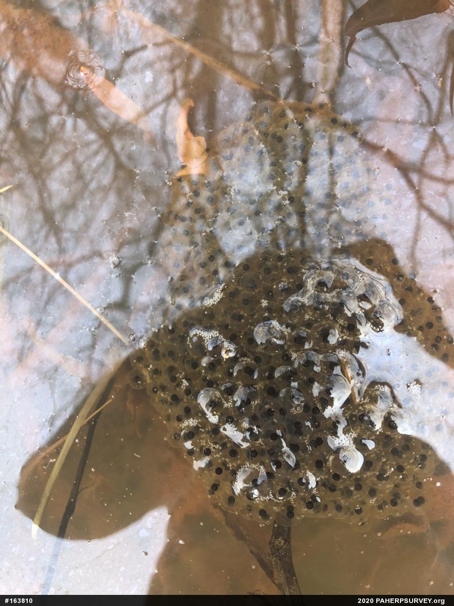 Wood Frog