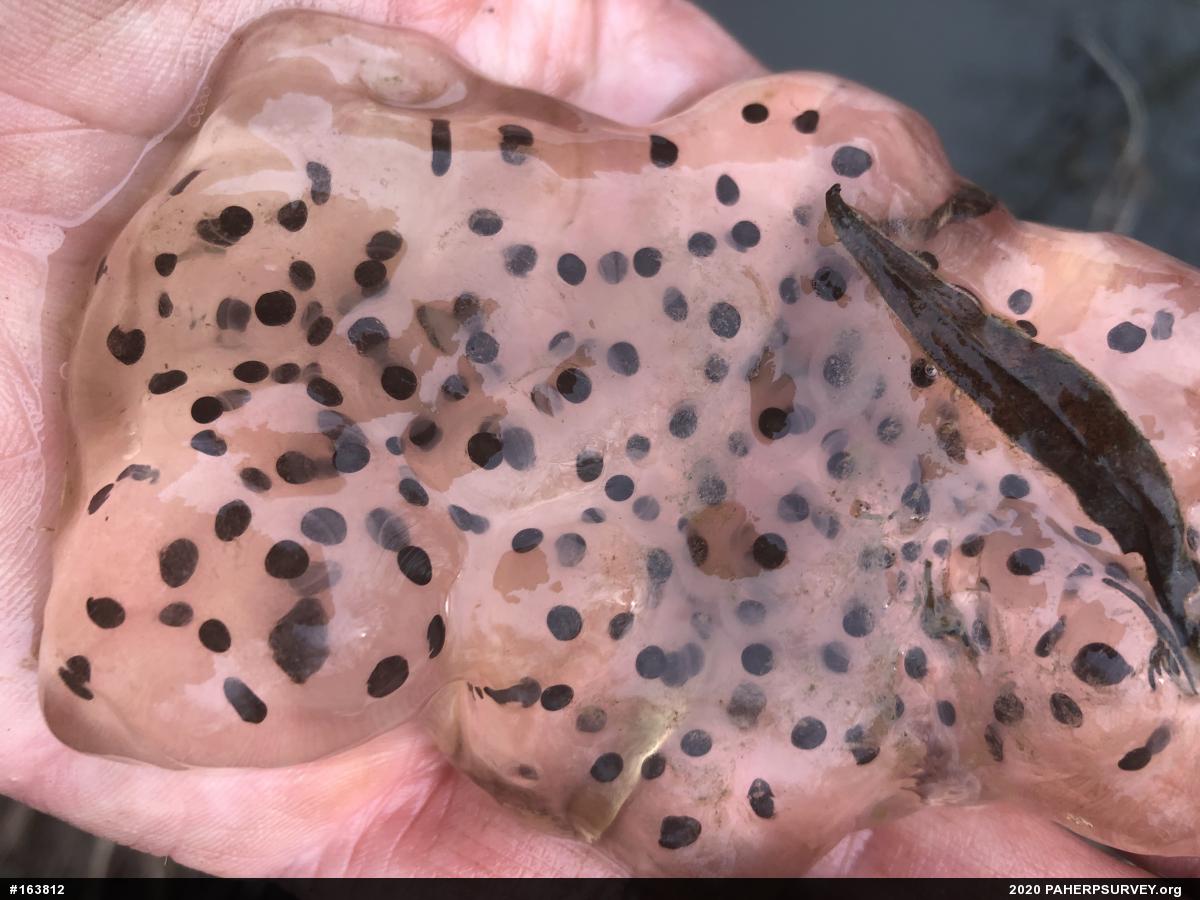 Spotted Salamander