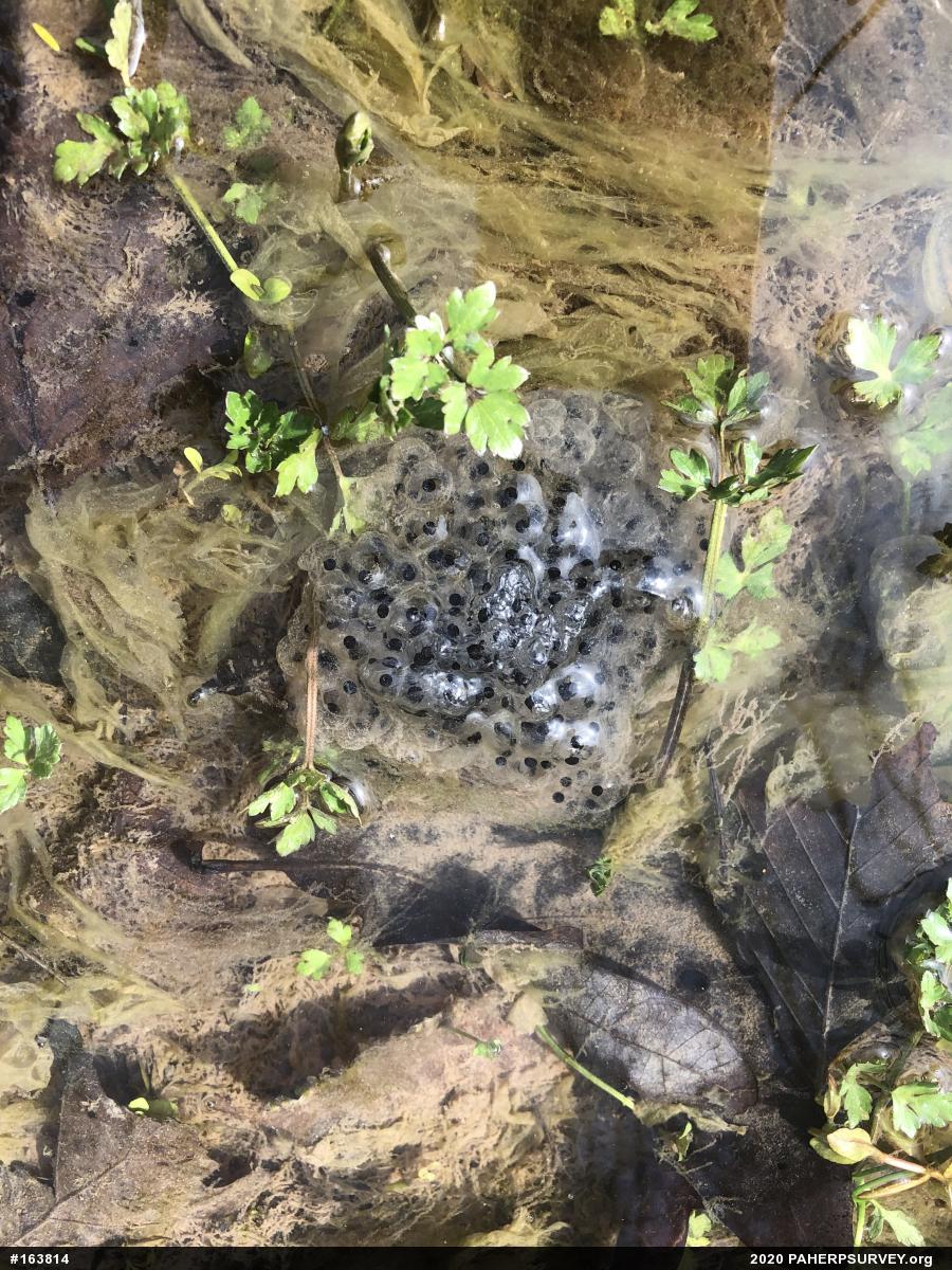Wood Frog