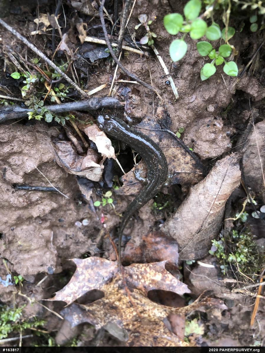 Northern Dusky Salamander