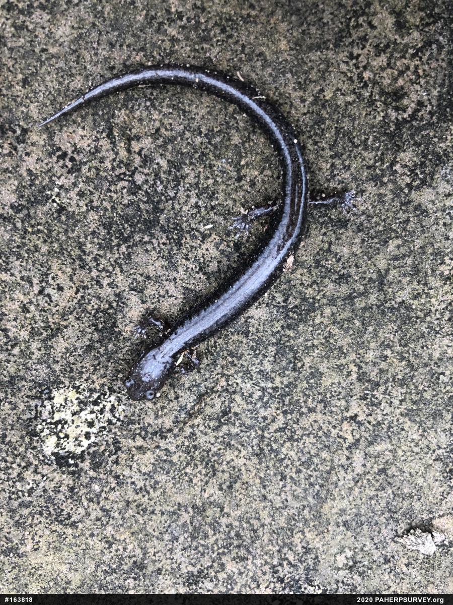 Woodland Salamanders