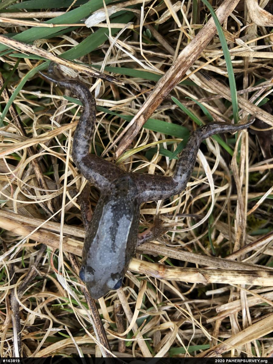 Green Frog